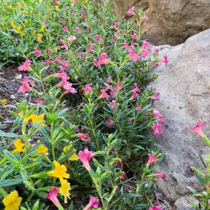 Water Wise Home Garden. Diplacus â€˜Trish' and â€˜Jelly Bean Gold'
