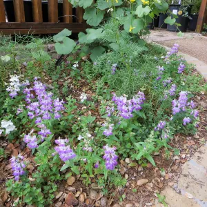 Collinsia heterophylla, chinese houses