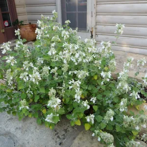 Water Wise Home Garden. Salvia â€˜Baja Blanca'