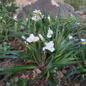 Iris â€˜Canyon Snow' at Water Wise Home Garden