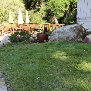 Water Wise Home Garden, blue grama lawn