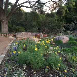 Water Wise Home Garden shortly after planting