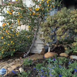 Water Wise Home Garden shortly after planting
