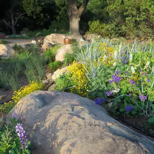 Water Wise Home Garden. Rain garden display