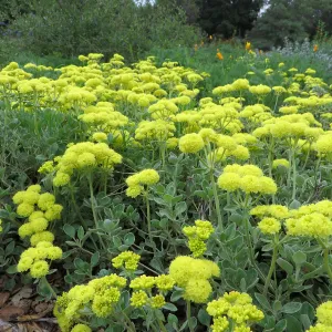 Eriogonum â€˜Shasta Sulphur' in Meadow border