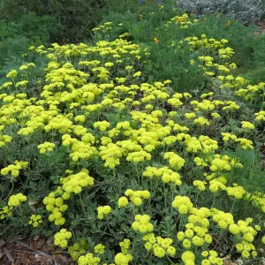 Eriogonum â€˜Shasta Sulphur' in Meadow border