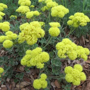 Eriogonum â€˜Shasta Sulphur' in Meadow border