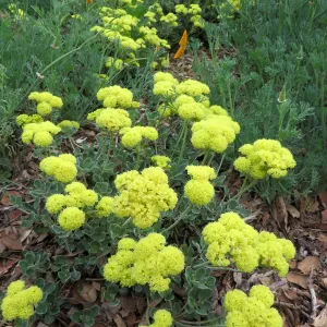 Eriogonum â€˜Shasta Sulphur' in Meadow border