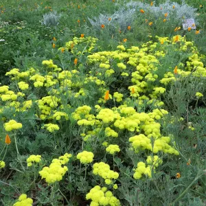 Eriogonum â€˜Shasta Sulphur' in Meadow border