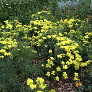Eriogonum â€˜Shasta Sulphur'