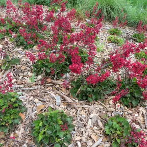 Heuchera â€˜Canyon Belle' at bottom of Meadow