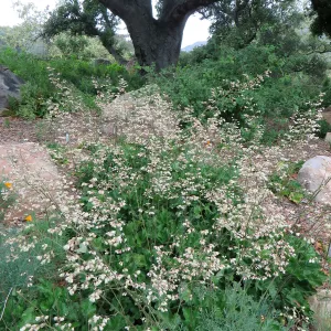 Heuchera â€˜Opal', Meadow Oaks