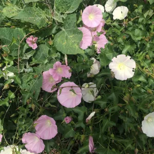 Pink Calystegia volunteer on slope west of Pritzlaff Conservation Center