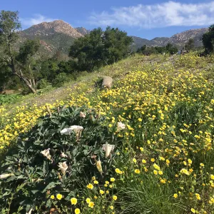 Pritzlaff Conservation Center construction. Layia platyglossa on west slope