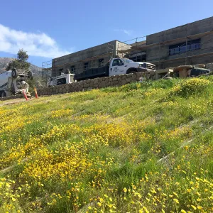 Pritzlaff Conservation Center construction. Layia platyglossa on west slope