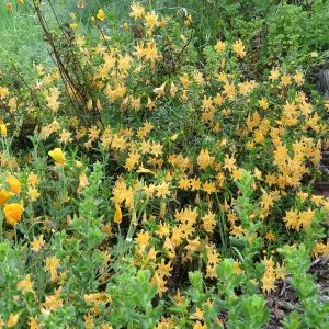 Diplacus aurantiacus. Monkeyflower