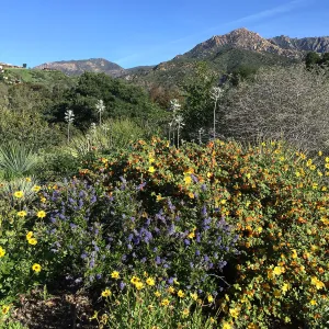 Ceanothus 15-23 with Enclelia californica and Fremontodendron â€˜Daras Gold' on the Porter Trail