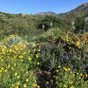 Ceanothus 15-23 with Enclelia californica and Fremontodendron â€˜Daras Gold' on the Porter Trail