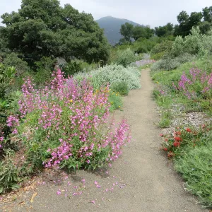 Porter Trail, Penstemon spectabilis