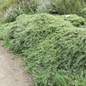 Porter Trail, Artemisia â€˜Canyon Grey'