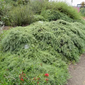 Porter Trail, Artemisia â€˜Canyon Grey'