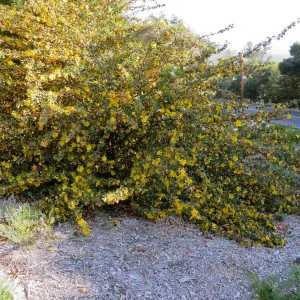 Fremontodendron in the Tunnel Triangle