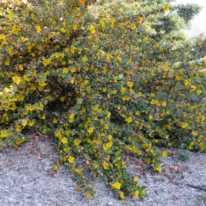 Fremontodendron in the Tunnel Triangle