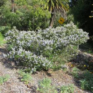 Ceanothus leucodermis 10-002 in Tunnel Triangle
