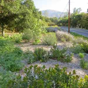 Arctostaphylos â€˜Canyon Blush' in the Tunnel Triangle