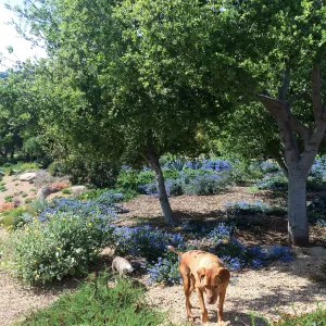 Victor Schaff garden, Ceanothus â€˜Joyce Coulter'