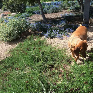 Victor Schaff garden, prostrate Eriogonum fasciculatum