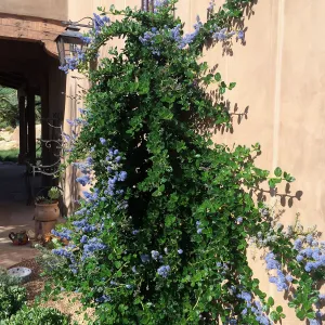 Victor Schaff garden, Ceanothus â€˜Yankee Point' trained up a wall