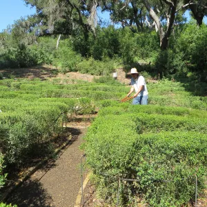 Robert Carrillo trimming the Centennial Maze