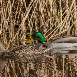 Ducks in Pond