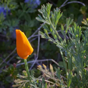 California Poppy