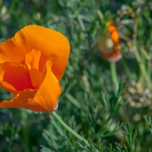 California Poppy