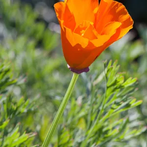 California Poppy