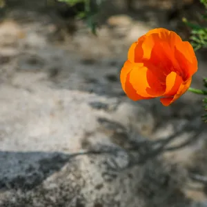 California Poppy