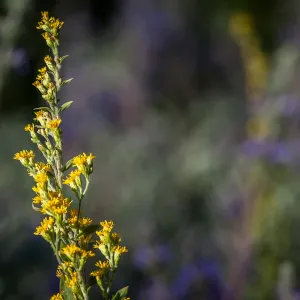 Solidago velutina ssp. californica