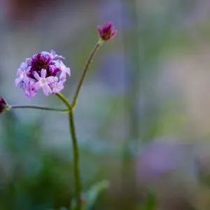 Verbena lilacina â€˜Paseo Rancho'