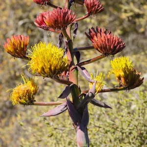 Agave shawii inflorescence