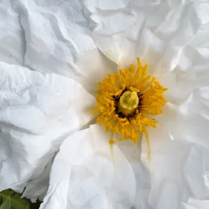 Matilija Poppy