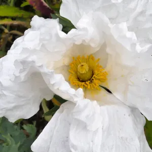 Matilija Poppy