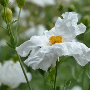 Hairy Matilija Poppy