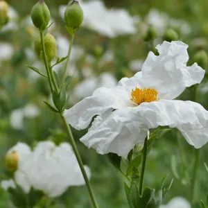 Hairy Matilija Poppy
