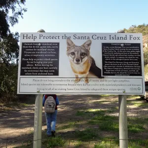 SBBG Staff field trip to Santa Cruz Island, Santa Cruz Island Fox sign