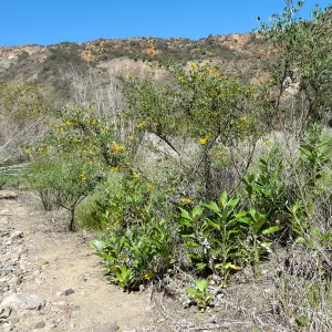 SBBG Staff field trip to Santa Cruz Island, Central Valley