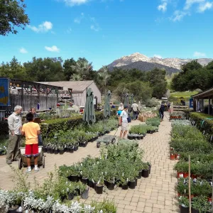 Courtyard with plants, Spring Plant Sale 2014