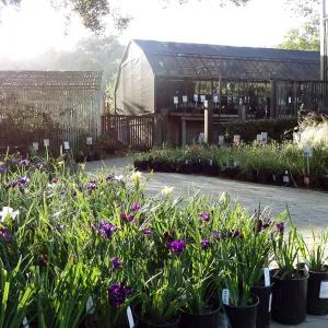 native Iris, Spring Plant Sale 2014