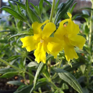 monkeyflowers, Spring Plant Sale 2014